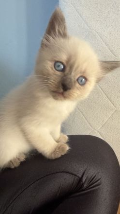 Siam Blue Piont
