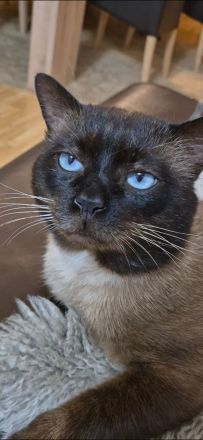 Siam Blue Piont