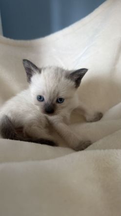Siam Blue Piont