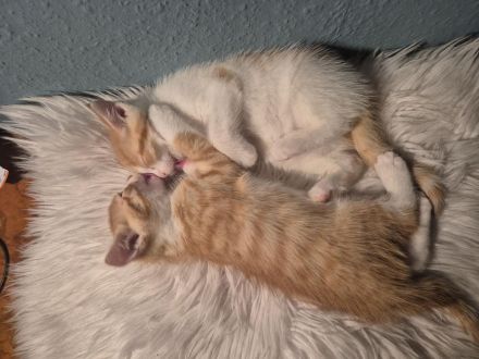 Zwei EKH Kitten, die Minnie-Minnis suchen ein liebevolles Für-Immer-Zuhause