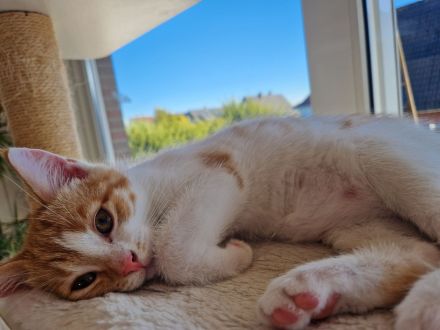 Zwei EKH Kitten, die Minnie-Minnis suchen ein liebevolles Für-Immer-Zuhause