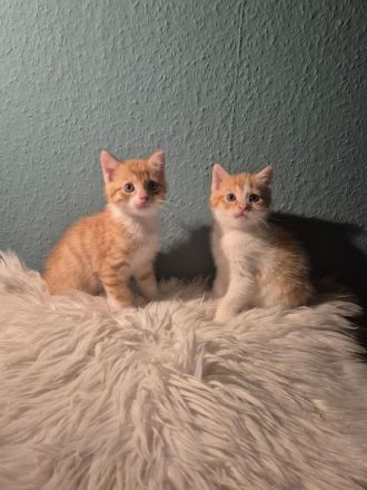 Zwei EKH Kitten, die Minnie-Minnis suchen ein liebevolles Für-Immer-Zuhause