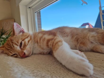 Zwei EKH Kitten, die Minnie-Minnis suchen ein liebevolles Für-Immer-Zuhause