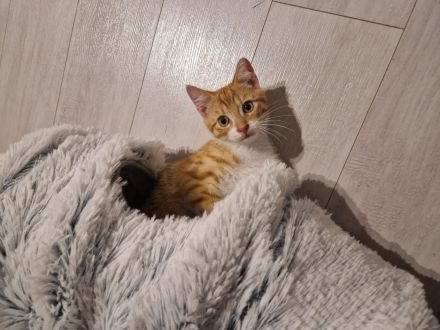 Zwei EKH Kitten, die Minnie-Minnis suchen ein liebevolles Für-Immer-Zuhause