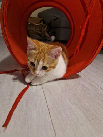 Zwei EKH Kitten, die Minnie-Minnis suchen ein liebevolles Für-Immer-Zuhause