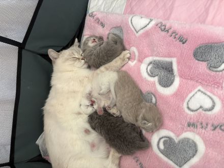 Britisch Kurzhaar Kitten