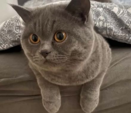 Britisch Kurzhaar Kitten