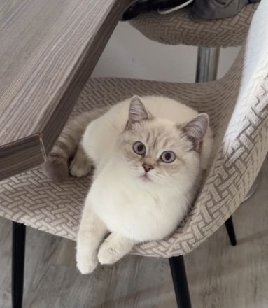 Britisch Kurzhaar Kitten