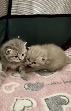 Britisch Kurzhaar Kitten