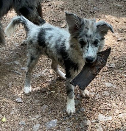 1 Border Collie Welpe Hündin