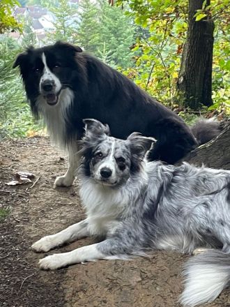 2 Border Collie Welpen Hündinnen