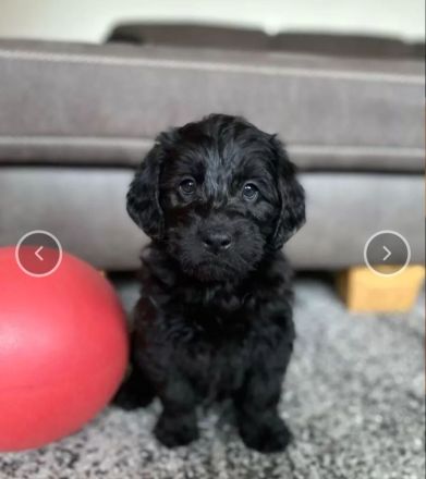 Labradoodle in Medium schwarz und creme ab Anfang Juli !