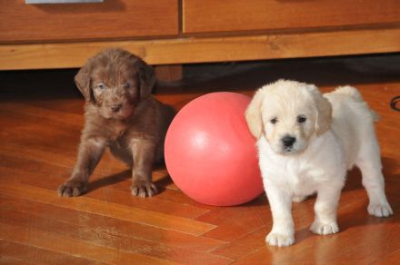 Labradoodle in Medium schwarz und creme ab Anfang Juli !