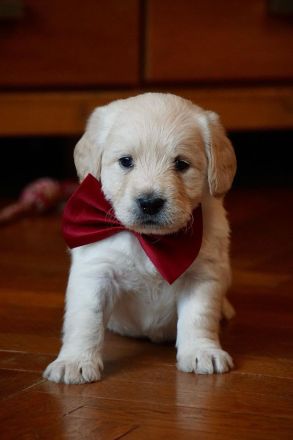 Labradoodle in Medium schwarz und creme ab Anfang Juli !