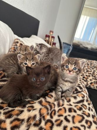 BHK Kitten