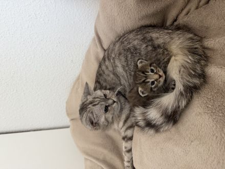 BHK Kitten