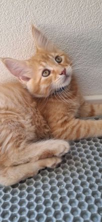 Nur noch ein🐱verschmuster und bildhübscher kleiner maine coon kater zu haben