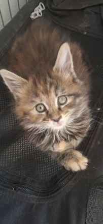 Nur noch 1 kater und ein kätzchen zu haben, reinrassige verschmuste kleine maine coon kitten🐱