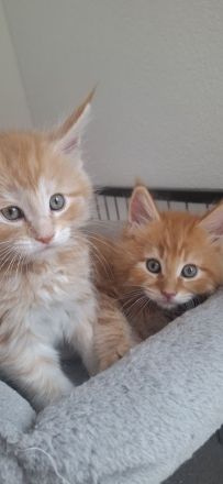 Nur noch 1 kater und ein kätzchen zu haben, reinrassige verschmuste kleine maine coon kitten🐱
