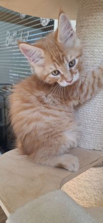 Nur noch ein🐱verschmuster und bildhübscher kleiner maine coon kater zu haben