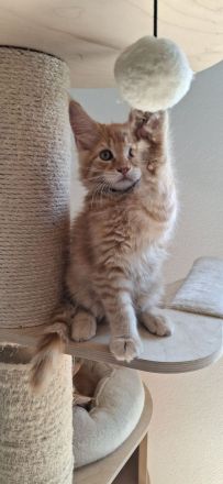Nur noch ein🐱verschmuster und bildhübscher kleiner maine coon kater zu haben