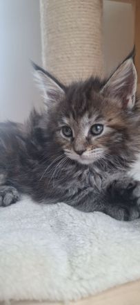Nur noch 1 kater und ein kätzchen zu haben, reinrassige verschmuste kleine maine coon kitten🐱