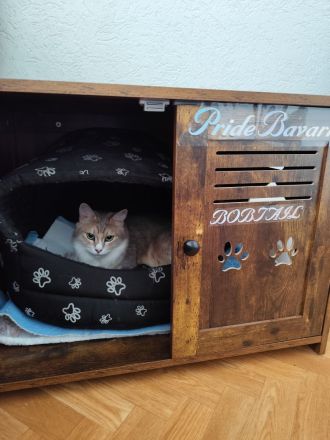 Reinrassige Kurilian Bobtail Kitten.
