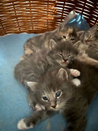 Reinrassige Kurilian Bobtail Kitten.
