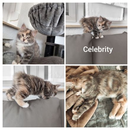 Reinrassige Kurilian Bobtail Kitten.