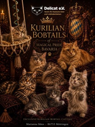Reinrassige Kurilian Bobtail Kitten.