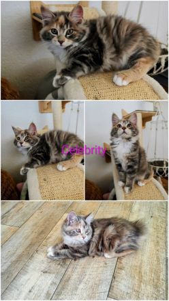 Reinrassige Kurilian Bobtail Kitten.