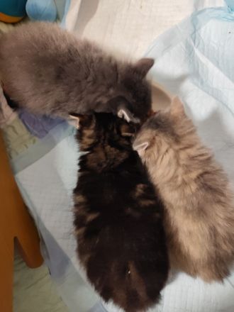 Reinrassige Kurilian Bobtail Kitten.