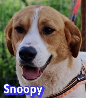 Snoopy, 04/25 - verspielter Junghund sucht Familie