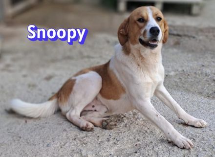 Snoopy, 04/25 - verspielter Junghund sucht Familie