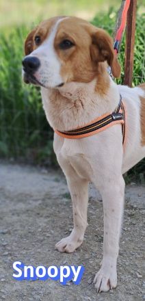 Snoopy, 04/25 - verspielter Junghund sucht Familie