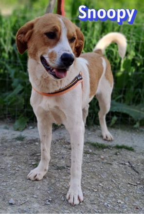 Snoopy, 04/25 - verspielter Junghund sucht Familie