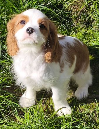 Cavalier King Charles Welpen
