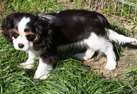 Cavalier King Charles Welpen