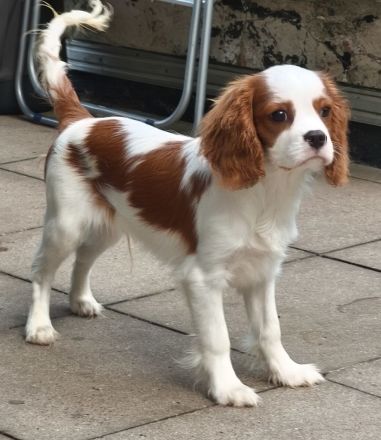 Cavalier King Charles Welpen