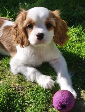 Cavalier King Charles Welpen