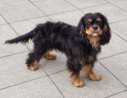 Cavalier King Charles Welpen