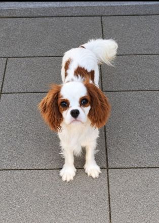 Cavalier King Charles Welpen