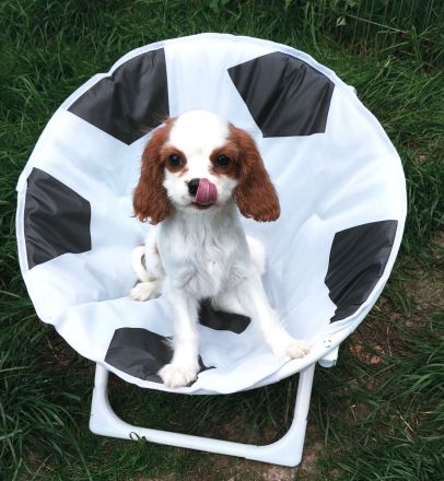 Cavalier King Charles Welpen