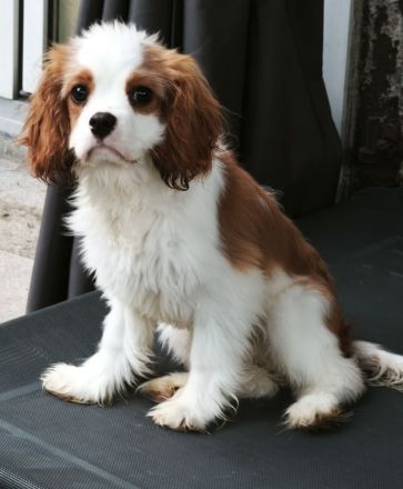 Cavalier King Charles Welpen