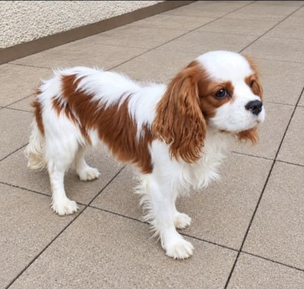 Cavalier King Charles Welpen