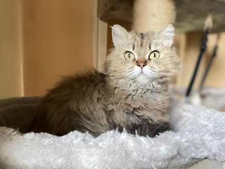 Selkirk Rex Katze