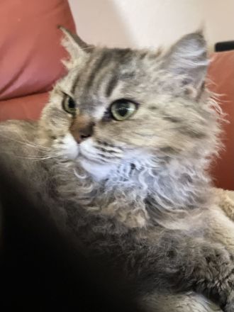 Selkirk Rex Katze