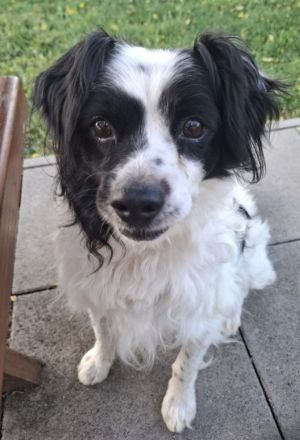 Emil, kleiner Kerl - sehr ruhig und absolut verträglich - ein toller Familienhund