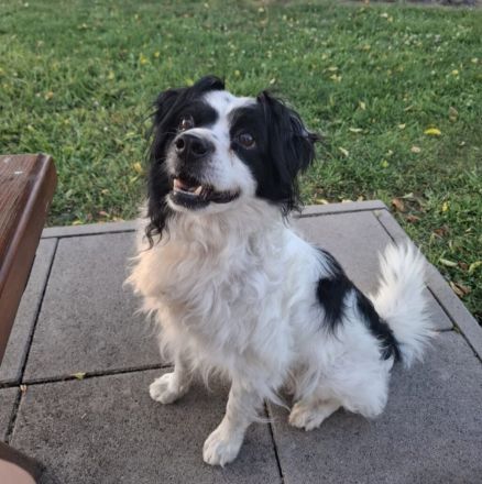 Emil, kleiner Kerl - sehr ruhig und absolut verträglich - ein toller Familienhund