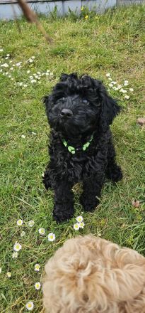 Nur noch Havapoo Rocky sucht sein Traum Zuhause